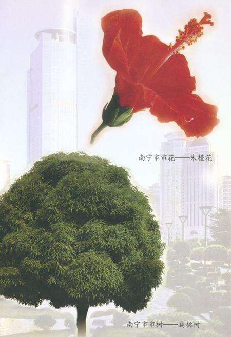 《南宁风物志》.pdf_广西壮族自治区志预览图5