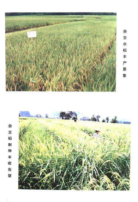 《灵川县农业志》.pdf_广西壮族自治区志预览图5