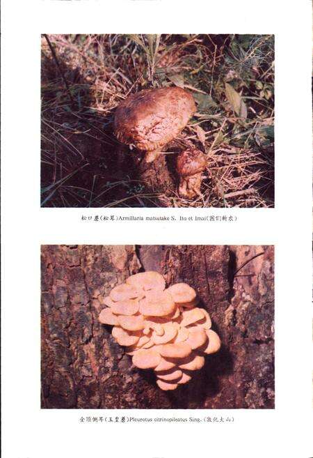 《长白山东北部野生经济植物志》.pdf_吉林省志预览图4