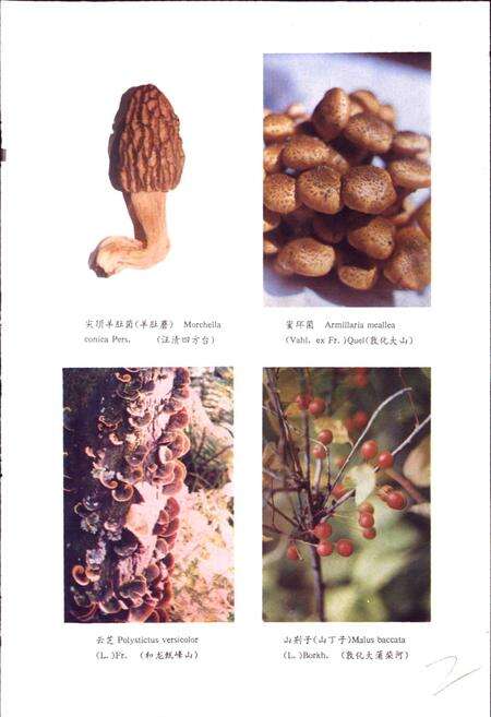 《长白山东北部野生经济植物志》.pdf_吉林省志预览图5