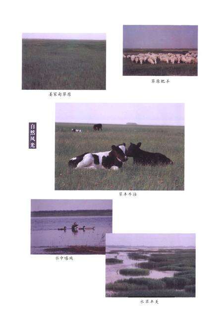 《大安市志(1986-2000)》.pdf_吉林省志预览图5