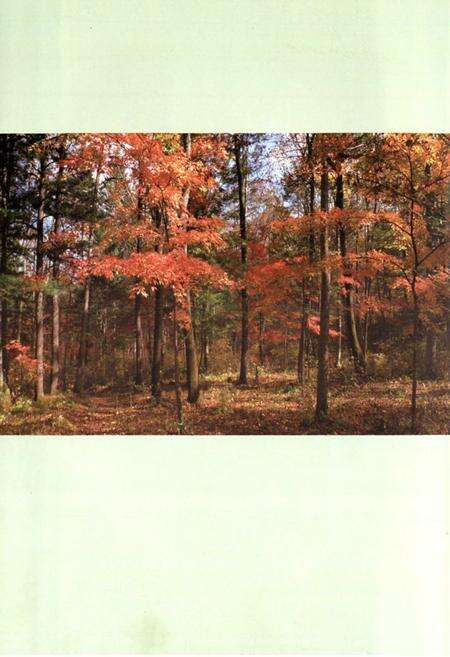 《三岔子林业局志1986-2008》.pdf_吉林省志预览图5