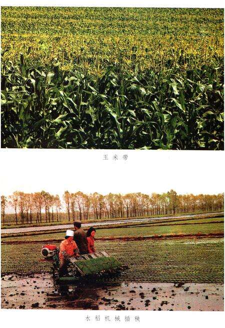 《中国新时期农村的变革 吉林卷》.pdf_吉林省志预览图5