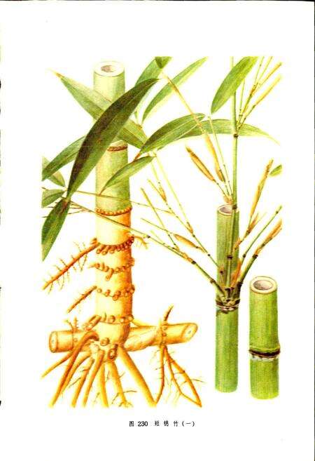 《江苏植物志 上》.pdf_江苏省志预览图3