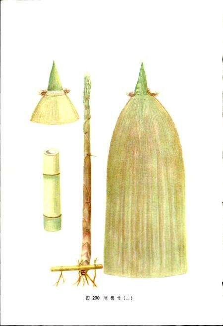 《江苏植物志 上》.pdf_江苏省志预览图4