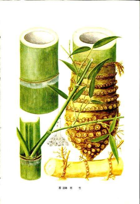 《江苏植物志 上》.pdf_江苏省志预览图5
