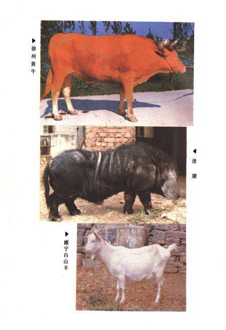 《《徐州市畜牧志》》.pdf_江苏省志预览图4