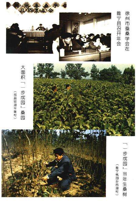 《徐州蚕桑志》.pdf_江苏省志预览图4