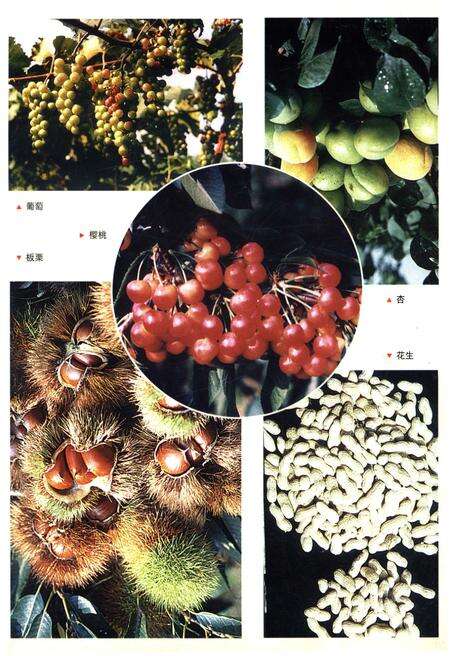 《岔河镇志》.pdf_江苏省志预览图4