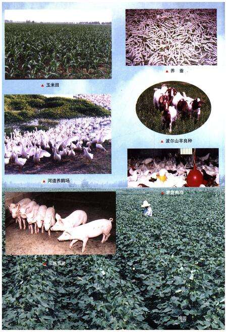 《岔河镇志》.pdf_江苏省志预览图5