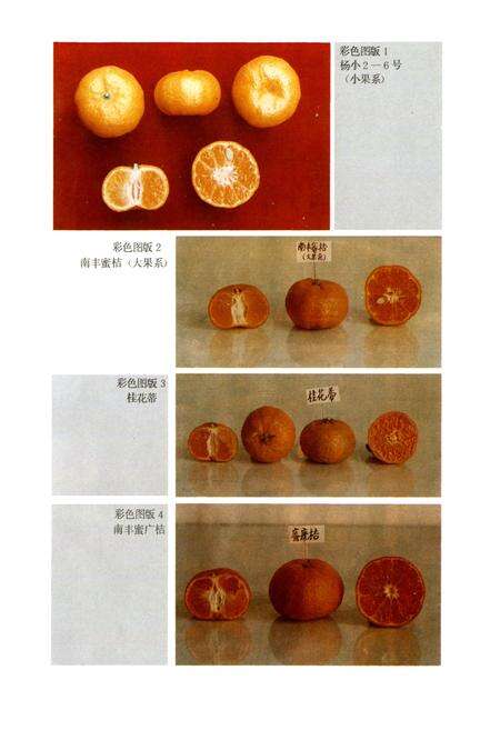 《江西柑桔品种志》.pdf_江西省志预览图2