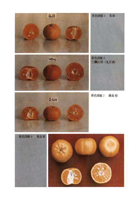 《江西柑桔品种志》.pdf_江西省志预览图3