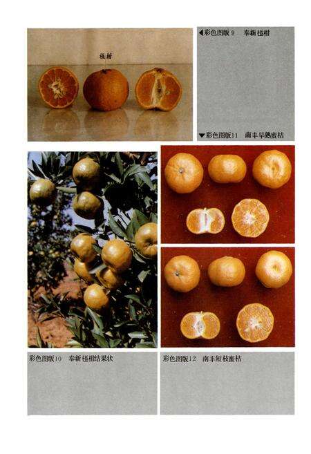 《江西柑桔品种志》.pdf_江西省志预览图4