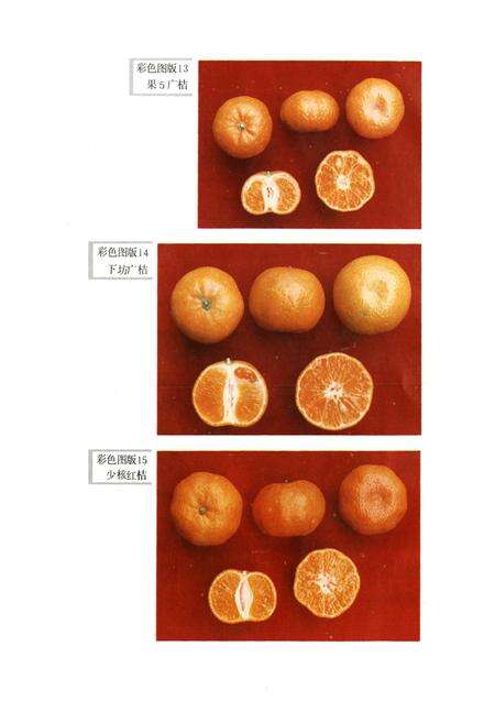 《江西柑桔品种志》.pdf_江西省志预览图5