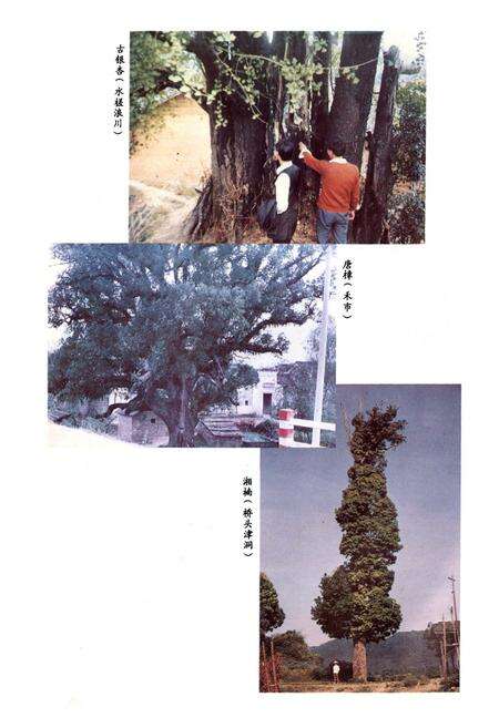 《泰和林业志》.pdf_江西省志预览图5