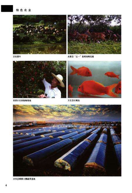 《吉安地区志(第二卷)》.pdf_江西省志预览图5