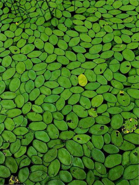 《江西木本及珍稀植物图志》.pdf_江西省志预览图5