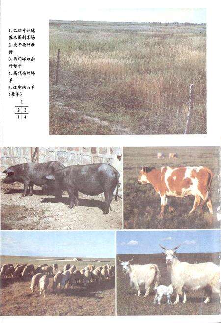 《阿鲁科尔沁旗畜牧志》.pdf_内蒙古自治区志预览图5