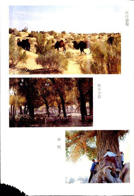 《内蒙古额济纳旗地名志》.pdf_内蒙古自治区志预览图5