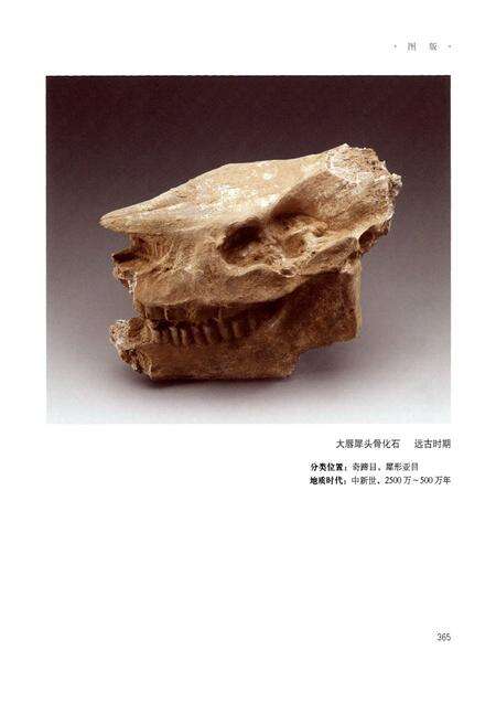 《托克托文物志(下)》.pdf_内蒙古自治区志预览图5