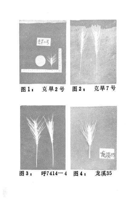 《呼盟农作物品种志》.pdf_内蒙古自治区志预览图5