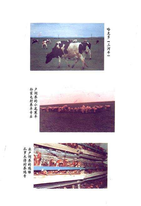 《《海拉尔市哈克乡志》》.pdf_内蒙古自治区志预览图5