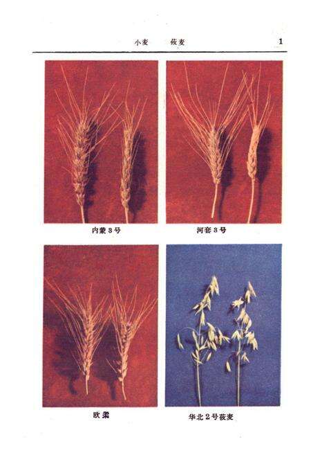 《《内蒙古农作物品种志》》.pdf_内蒙古自治区志预览图2