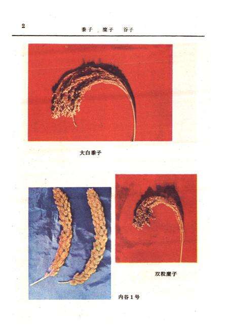 《《内蒙古农作物品种志》》.pdf_内蒙古自治区志预览图3