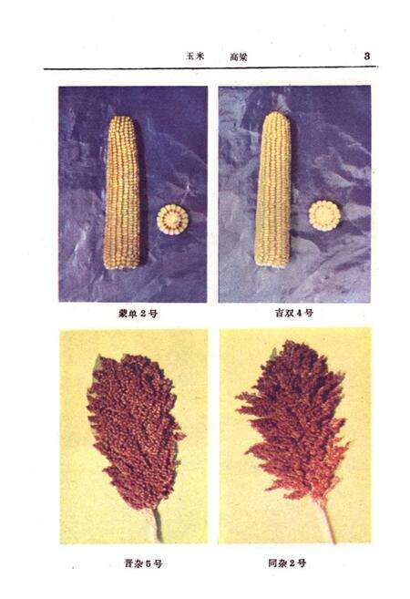 《《内蒙古农作物品种志》》.pdf_内蒙古自治区志预览图4