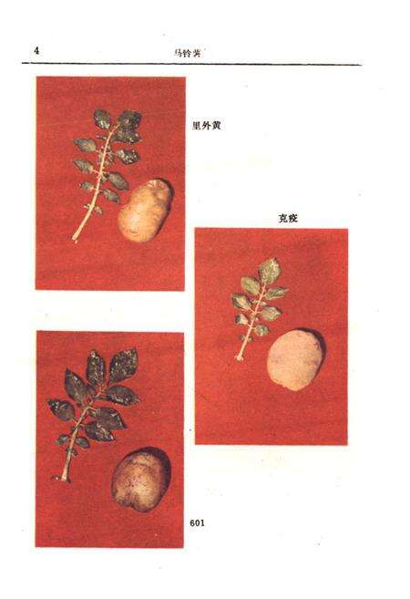 《《内蒙古农作物品种志》》.pdf_内蒙古自治区志预览图5