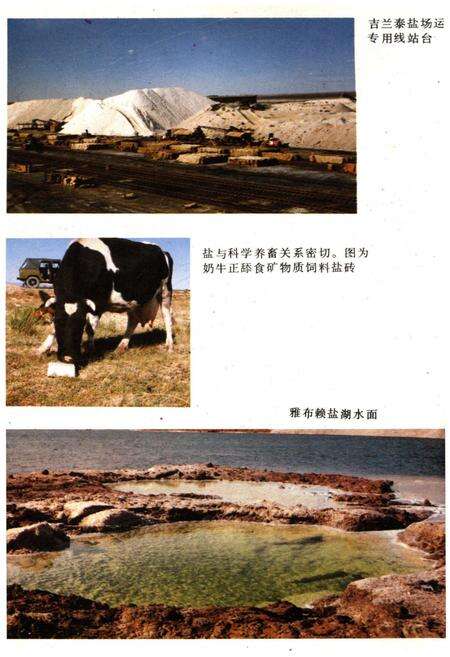 《内蒙古盐业史》.pdf_内蒙古自治区志预览图4