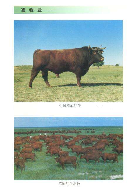 《赤峰市农垦志》.pdf_内蒙古自治区志预览图3