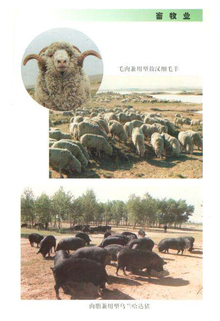 《赤峰市农垦志》.pdf_内蒙古自治区志预览图4