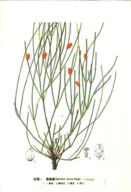 《宁夏中药志 上卷》.pdf_宁夏回族自治区志预览图4