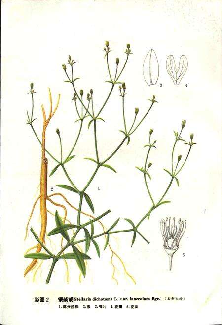 《宁夏中药志 上卷》.pdf_宁夏回族自治区志预览图5