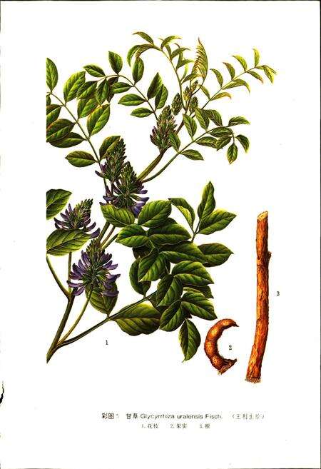 《宁夏中药志 下卷》.pdf_宁夏回族自治区志预览图4