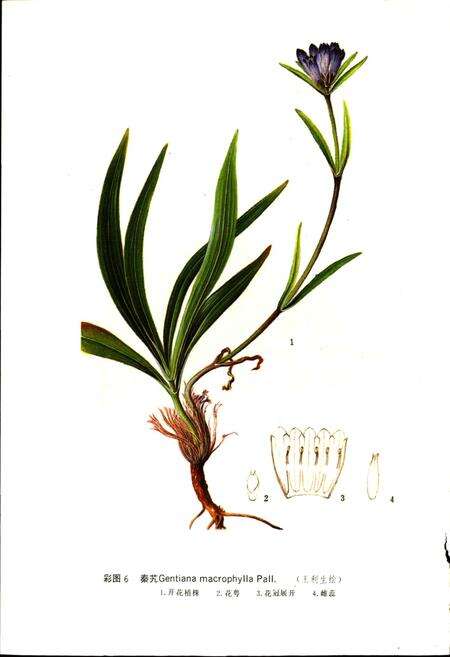 《宁夏中药志 下卷》.pdf_宁夏回族自治区志预览图5