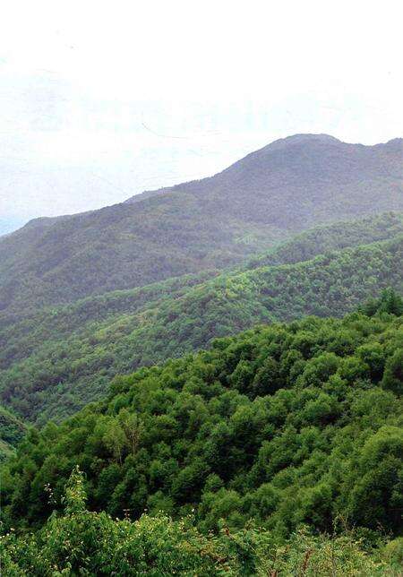 《六盘山植物图志》.pdf_宁夏回族自治区志预览图4