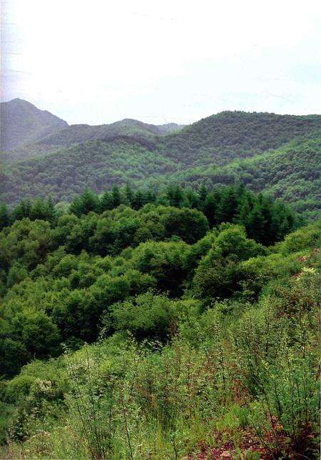 《六盘山植物图志》.pdf_宁夏回族自治区志预览图5