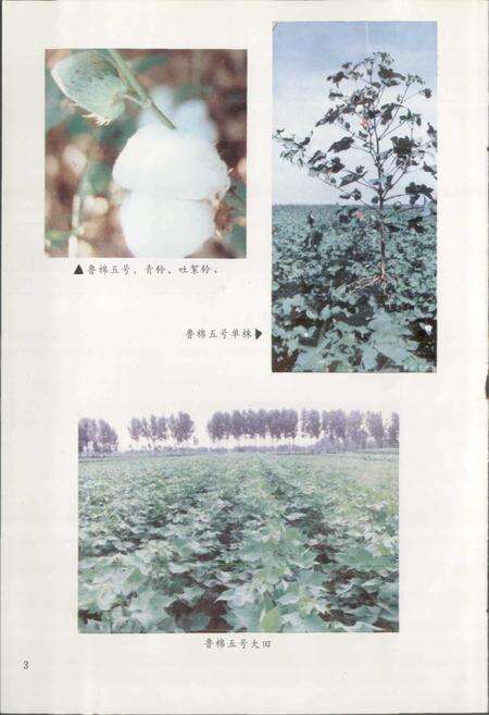 《山东省惠民地区农业志》.pdf_山东省志预览图4