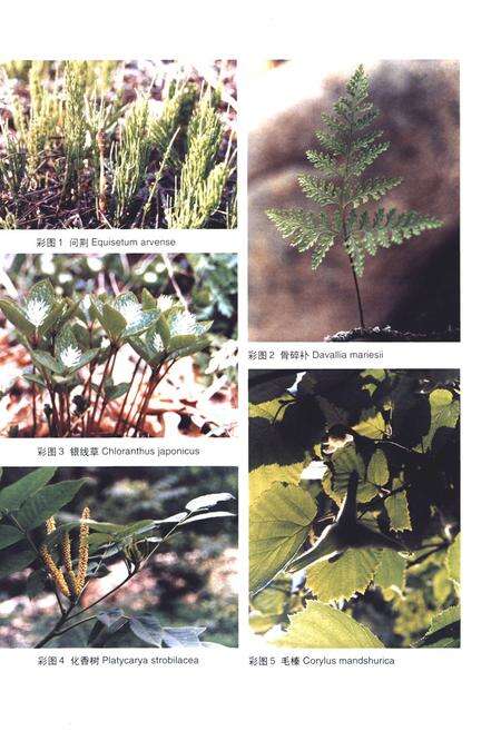 《崂山植物志(上卷)》.pdf_山东省志预览图4