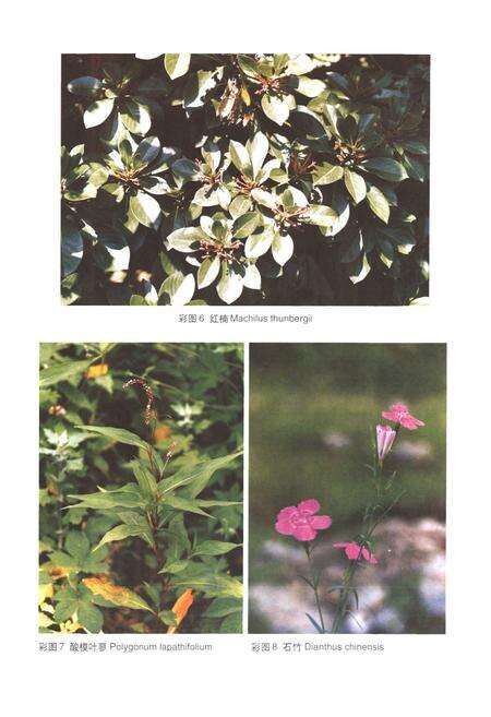 《崂山植物志(上卷)》.pdf_山东省志预览图5