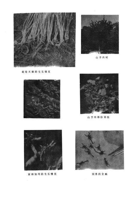 《《潍坊市医药志》》.pdf_山东省志预览图5