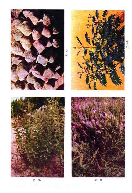 《《掖县医药志》》.pdf_山东省志预览图3