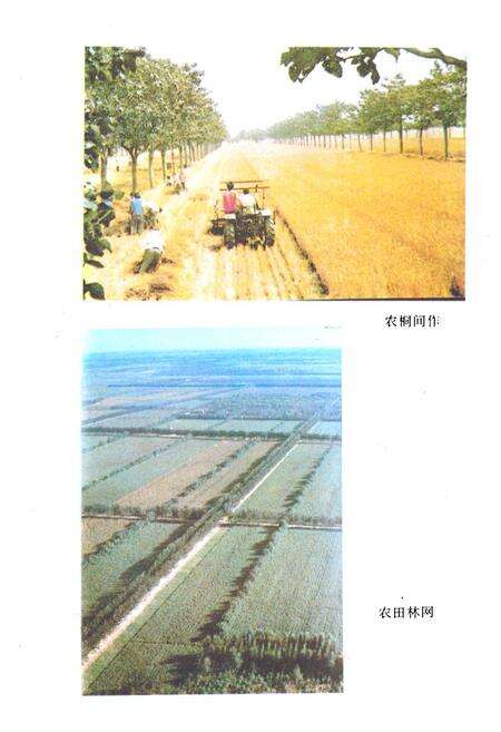《聊城地区林业志》.pdf_山东省志预览图4