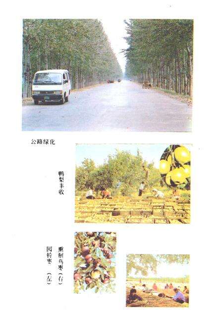 《聊城地区林业志》.pdf_山东省志预览图5