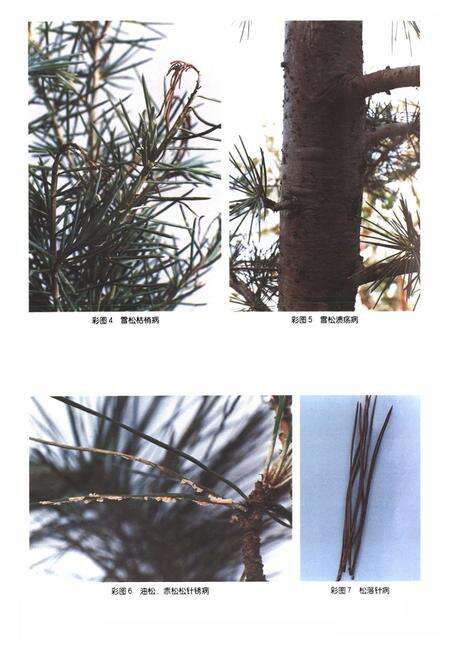 《山东林木病害志》.pdf_山东省志预览图4