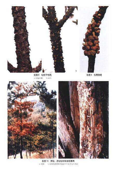 《山东林木病害志》.pdf_山东省志预览图5