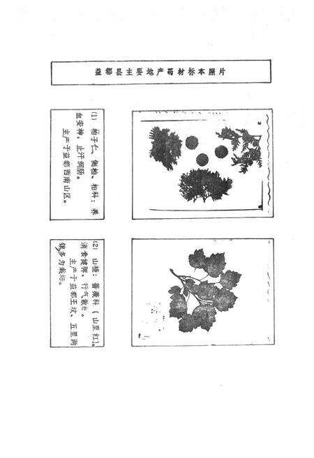 《益都县医药志》.pdf_山东省志预览图4
