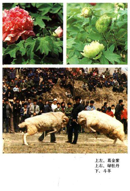 《《菏泽风物志》》.pdf_山东省志预览图2